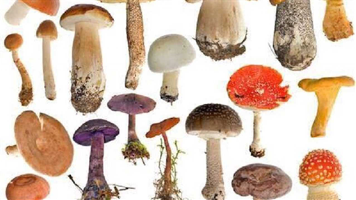 Informazioni sulla raccolta ed il consumo dei funghi.